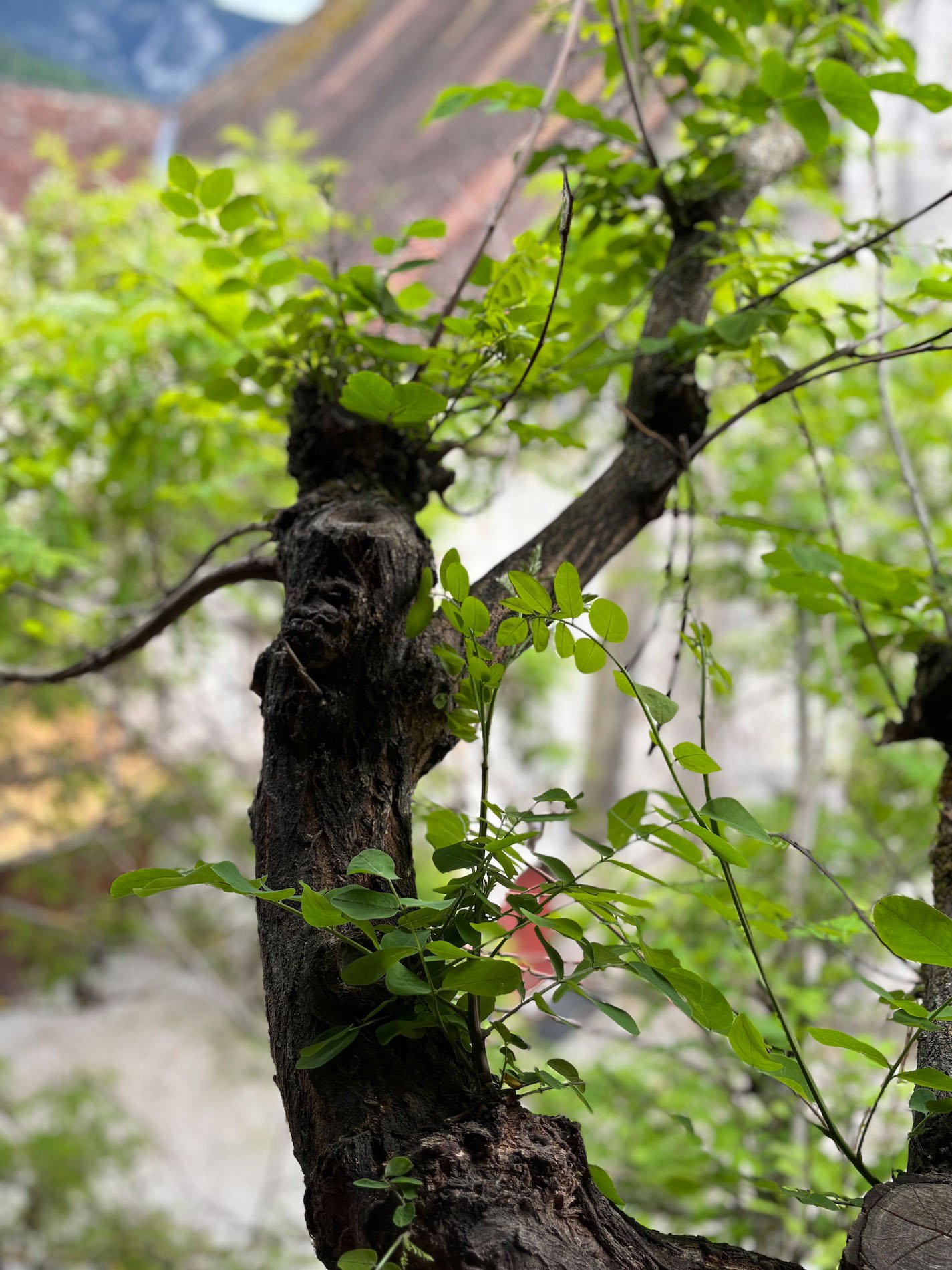 Medievel village 161